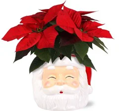 BLOOMS by H-E-B Santa Red Poinsettia Arrangement