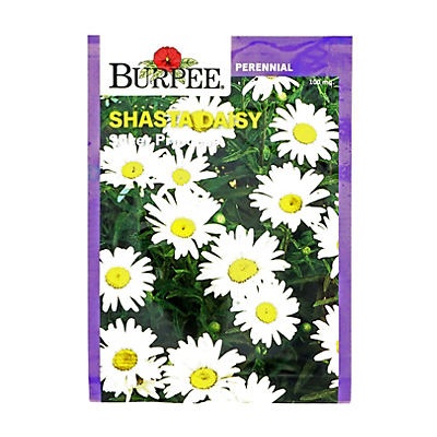 slide 1 of 1, Burpee Shasta Daisy, Silver Princess, 1 ct