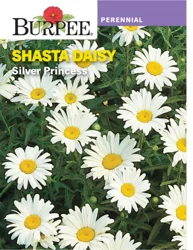 Burpee Shasta Daisy, Silver Princess