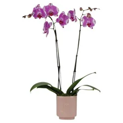 Orchid in Ceramic Pot - 1 pc