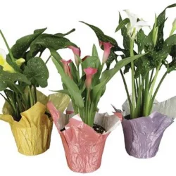 6.5 Calla Lily (Where Available)