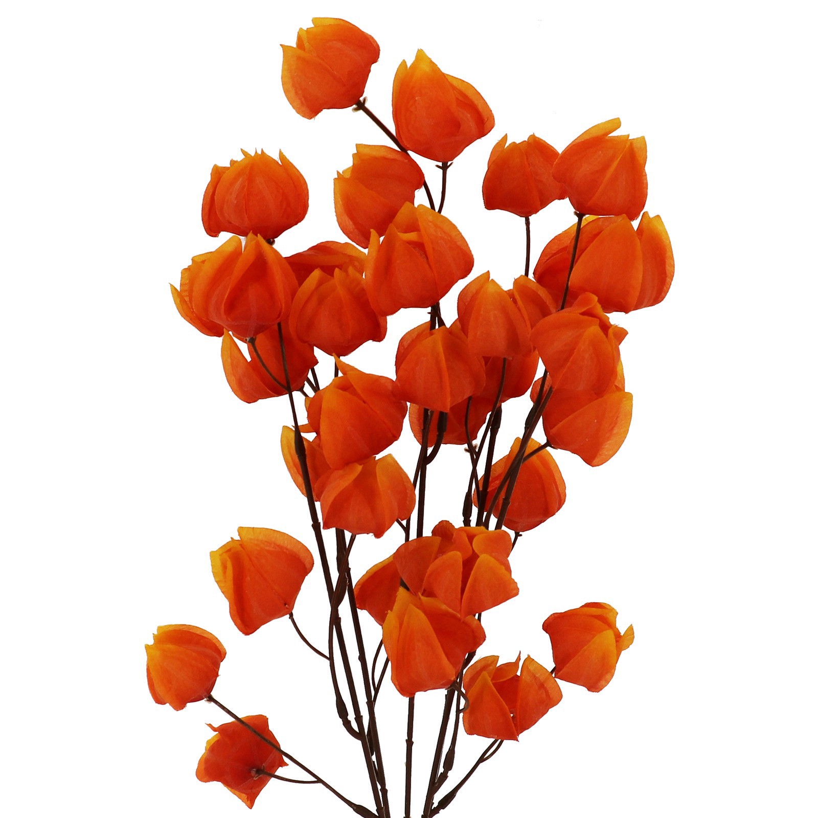 slide 2 of 2, 19" Basic Chinese Lantern Bush By Ashland, 10 in x 10 in x 19 in