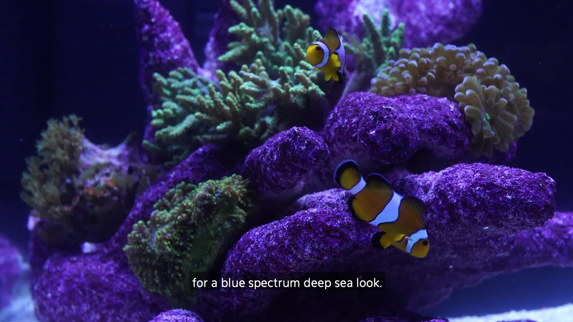 slide 3 of 10, Coralife Clip-On Marine Aquarium LED Light Fixture, 1 ct