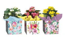 Gerbera In Giftbox 4.5 In