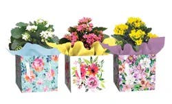 Gerbera In Giftbox 4.5 In