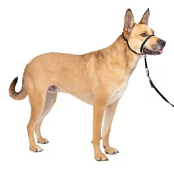 PetSafe Gentle Leader Black Headcollar, Medium, For Dogs