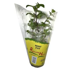 Rolling Hills Greenhouse Rolling Hills Watercress Pot