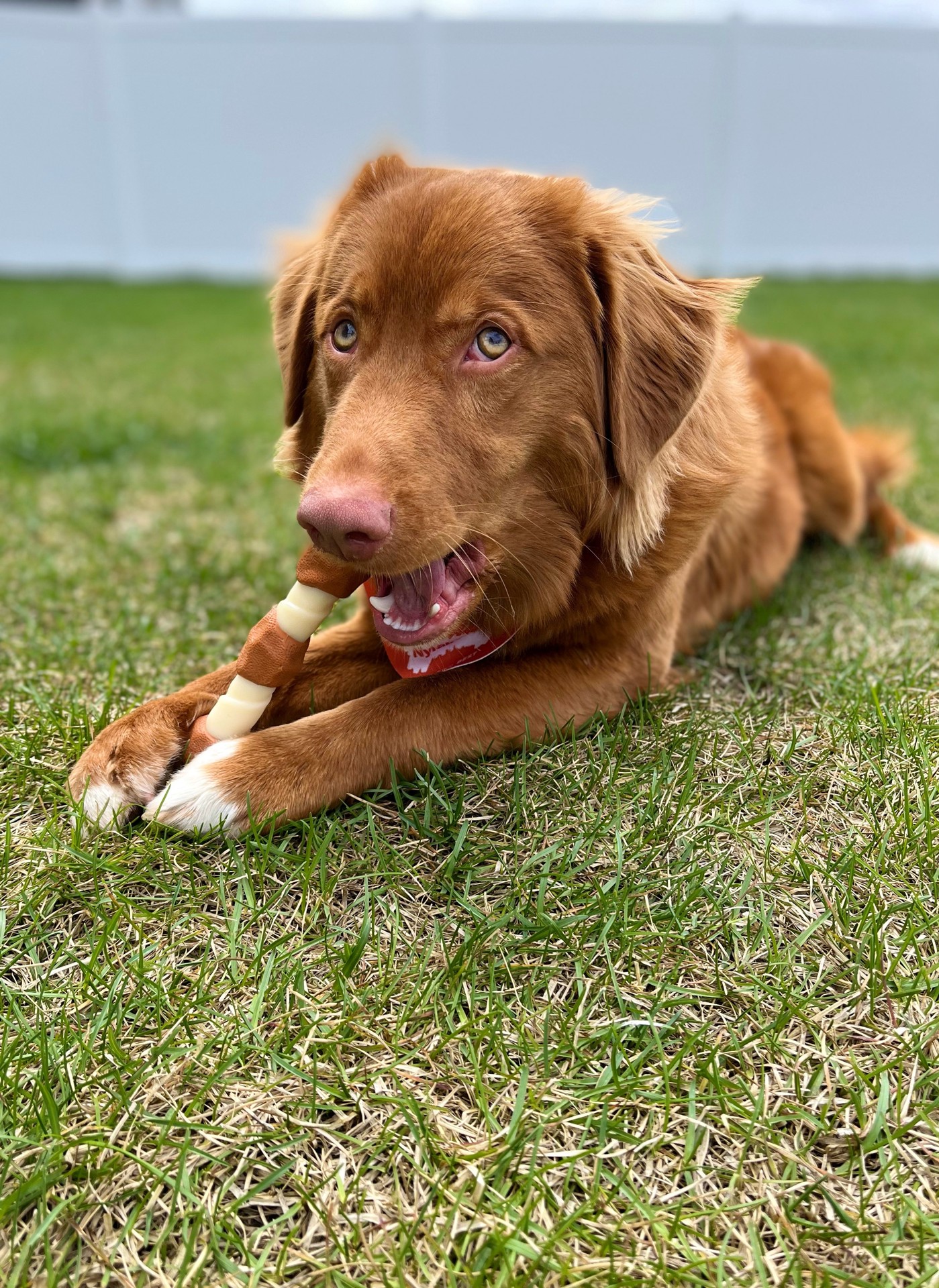 slide 4 of 10, Nylabone Power Chew Shish Kabob Alternative Nylon Chew Toy Chicken Jerky X-Large/Souper - 50+ lbs. (1 Count), 1 ct