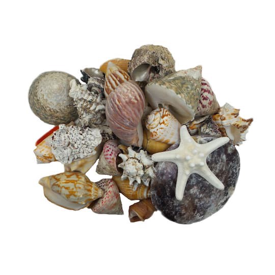 slide 1 of 2, U.s. Shell Inc. U.s. Shell Dark Shell Mix With Starfish Gift Pack, 1 ct