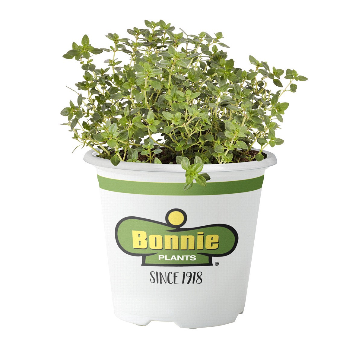 slide 1 of 9, Bonnie Plants  Thyme Lemon, 19.3 oz