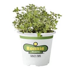 Bonnie Plants Thyme Lemon