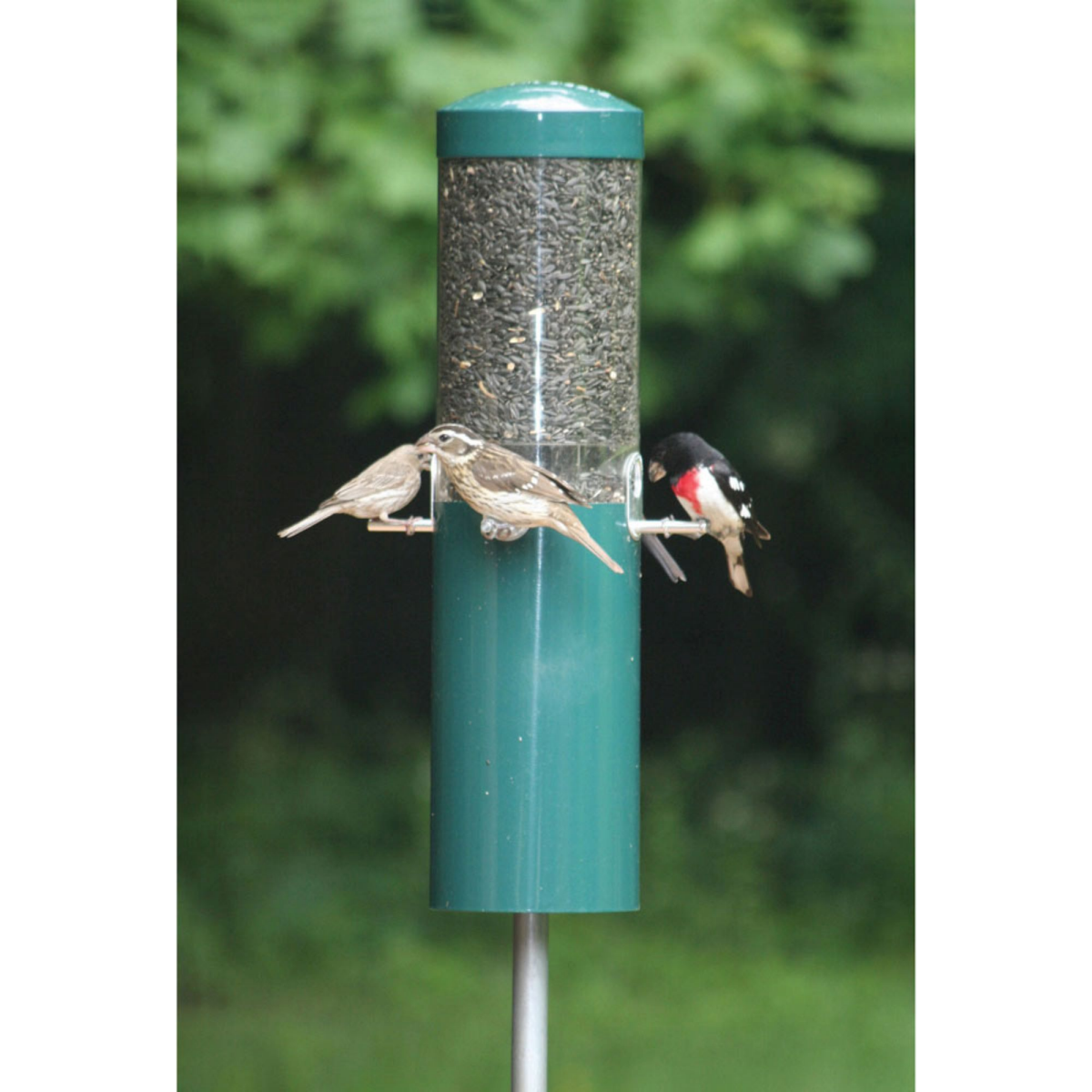 slide 6 of 13, BIRDS CHOICE Bird's Choice Squirrel Proof Pole Mounted Bird Feeder, 1 ct