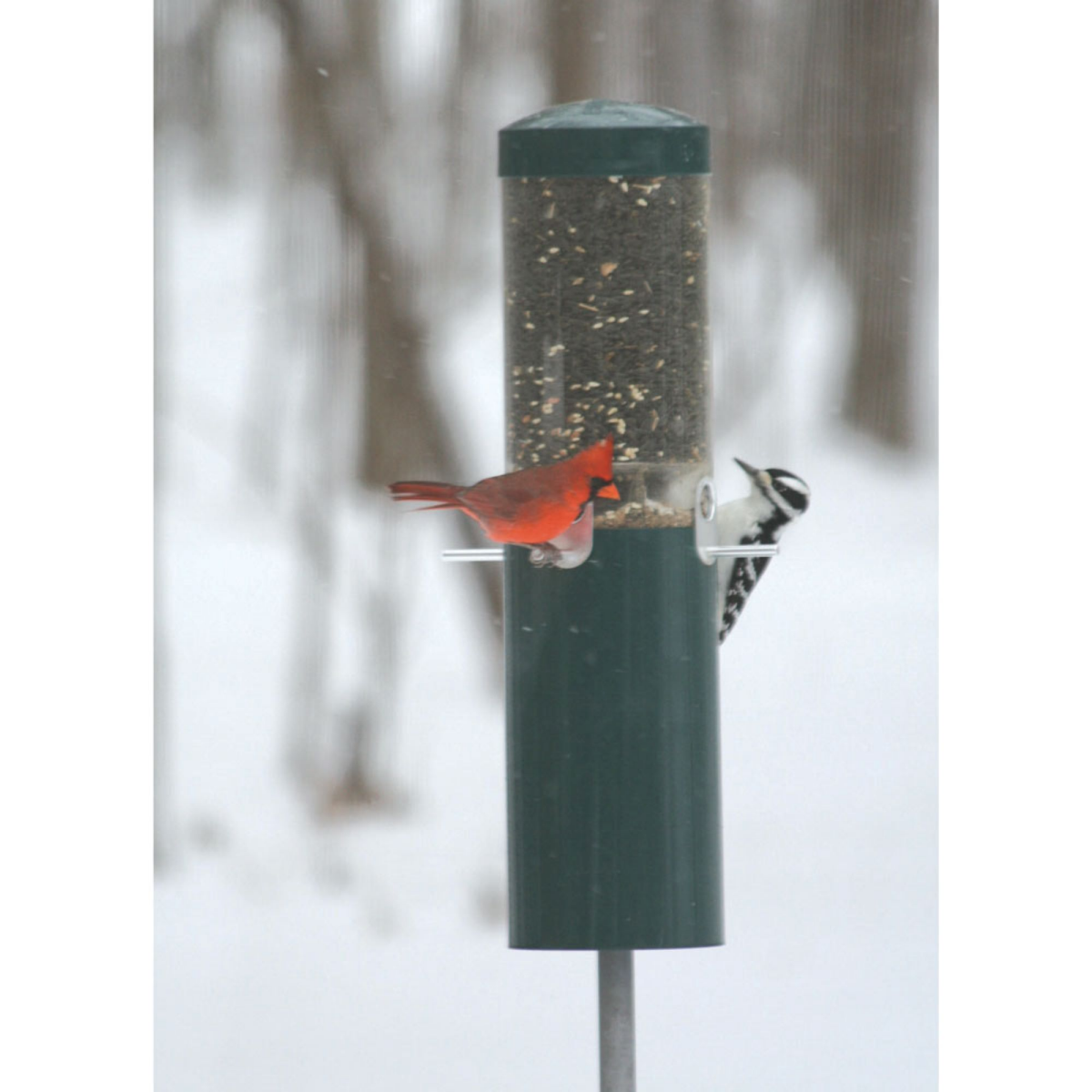 slide 9 of 13, BIRDS CHOICE Bird's Choice Squirrel Proof Pole Mounted Bird Feeder, 1 ct