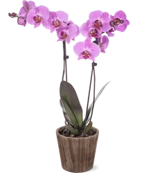 Seasonal Potted Orchid
