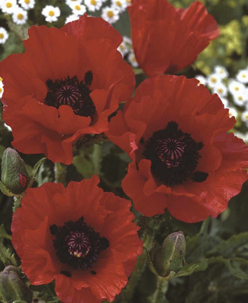 slide 2 of 2, Oriental Poppy Red Seeds, 1 ct