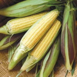 High Mowing Organic Seeds Fishers Earliest Sweet Corn