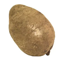 Fresh Name White Yam