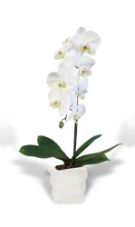 Udor Large Orchid - White