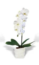 Udor Large Orchid - White