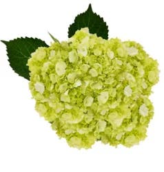 Debi Lilly Design Debi Lilly Hydrangea - 5 Count