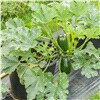 slide 2 of 9, Bonnie Plants Zucchini - Green Griller, 19.3 oz