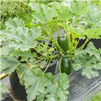 slide 3 of 9, Bonnie Plants Zucchini - Green Griller, 19.3 oz