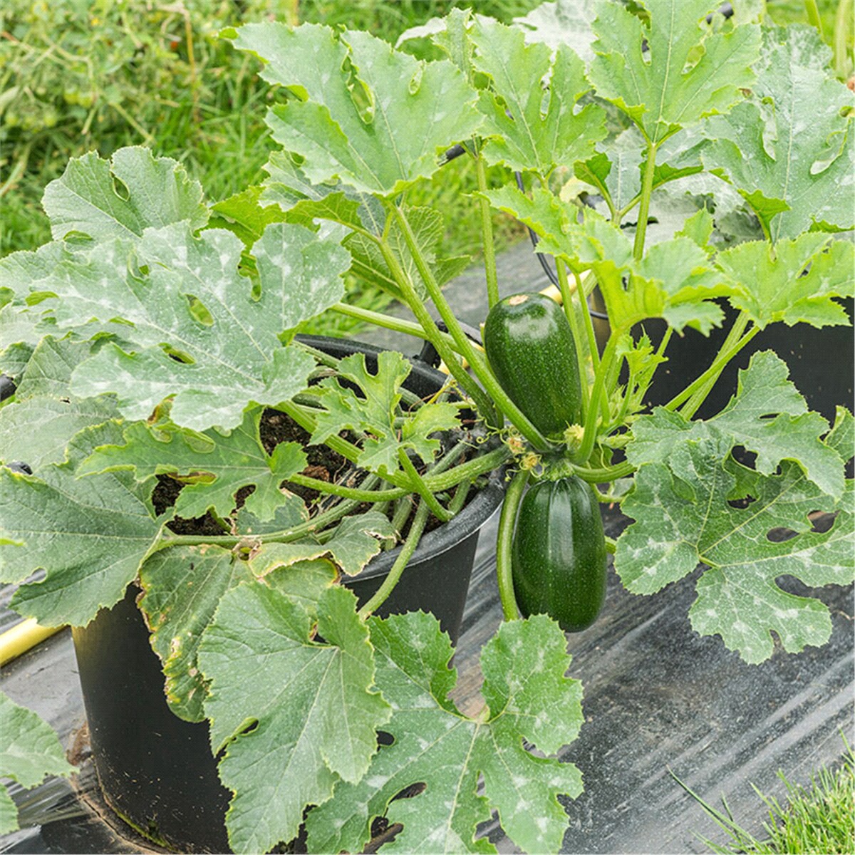 slide 8 of 9, Bonnie Plants Zucchini - Green Griller, 19.3 oz