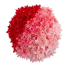 Consumer Bunch Ombre Poms