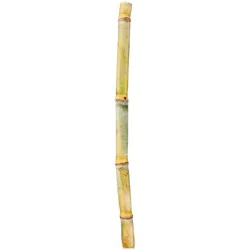 Fresh Stalk Sugar Cane