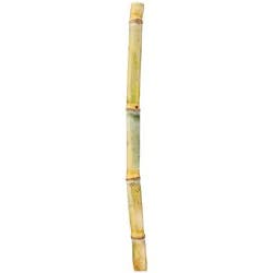Fresh Stalk Sugar Cane