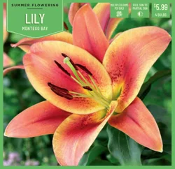 Lily Montego Bay 4Ct