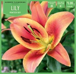 Lily Montego Bay 4Ct