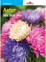 Burpee Aster Sea Star Mix Seeds - Multi-Color