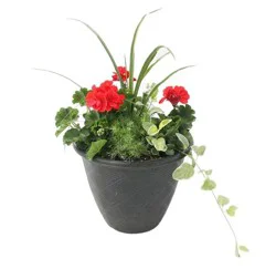 12" Deluxe Geranium Combo