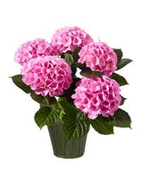 Hydrangea Assorted 6.5 in 1 pc