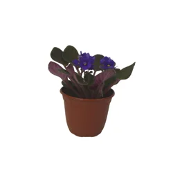African Violet, 1 Count