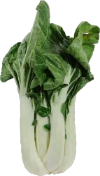 Organic Bok Choy