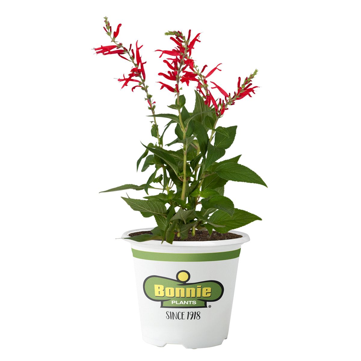 slide 1 of 9, Bonnie Plants  Herb Pineapple Sage, 19.3 oz