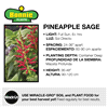 slide 8 of 9, Bonnie Plants  Herb Pineapple Sage, 19.3 oz