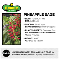 slide 9 of 9, Bonnie Plants  Herb Pineapple Sage, 19.3 oz