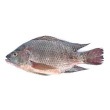 Costar Whole Tilapia