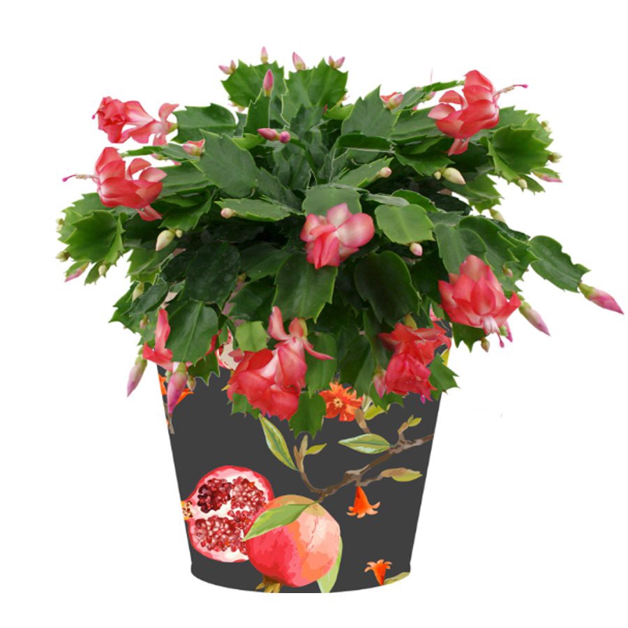 slide 1 of 1, BLOOMS by H-E-B 6" Christmas Cactus, 1 ct