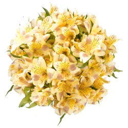 Store Brand Alstroemeria Yellow