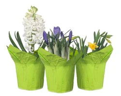 Spring Bulb Fresh Plants - 4 inch Pot