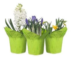 Spring Bulb Fresh Plants - 4 inch Pot