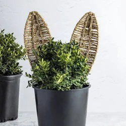 Woven Bunny Ear Stake