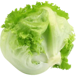 Iceberg Lettuce