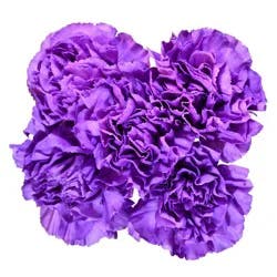 Floral & Vine Carnation Florigene Bunch