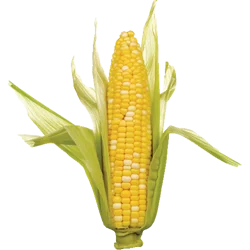 Sweet Corn