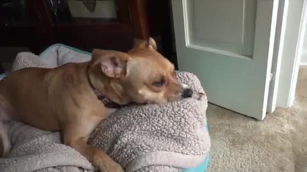 slide 3 of 9, Nylabone Nutri Dent Filet Mignon Dog Dental Chews X-Large/Souper - 50+ lbs.(1 Count), 1 ct